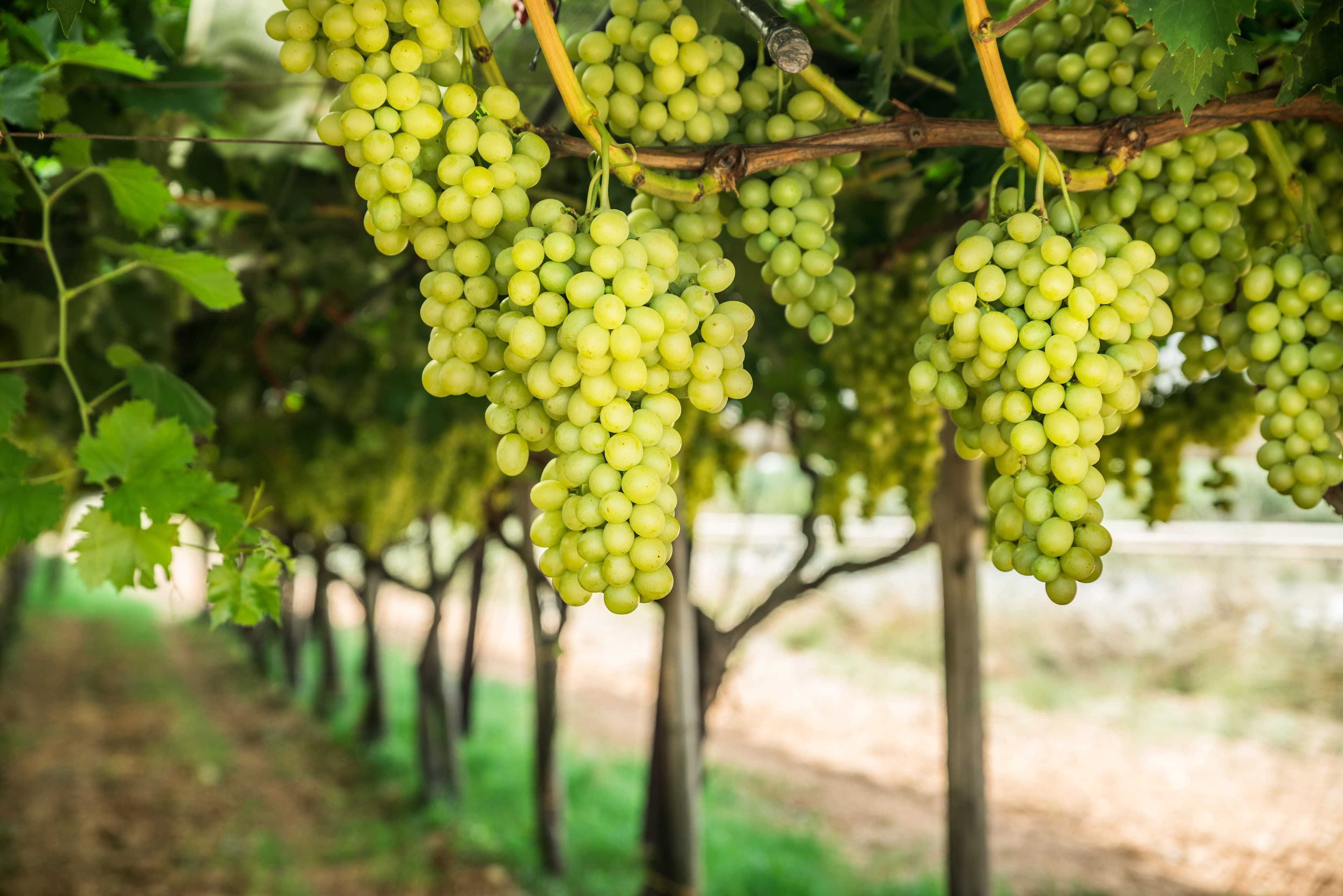 Project Janus – Core Asset Portfolio: 1,849.46 ± Acre Table Grape and Citrus Operation