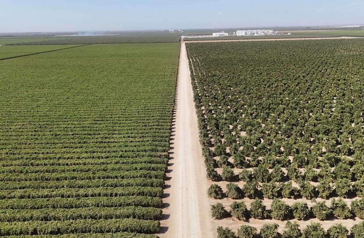 Ranch 29 – Table Grapes & Navel Oranges – 296.78± Acres